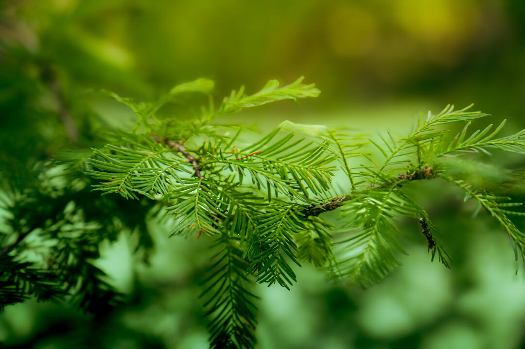 BTX4 BTX4